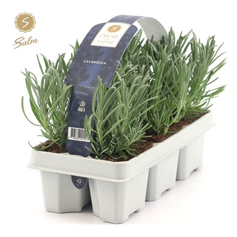 Lavendel 6-pack
