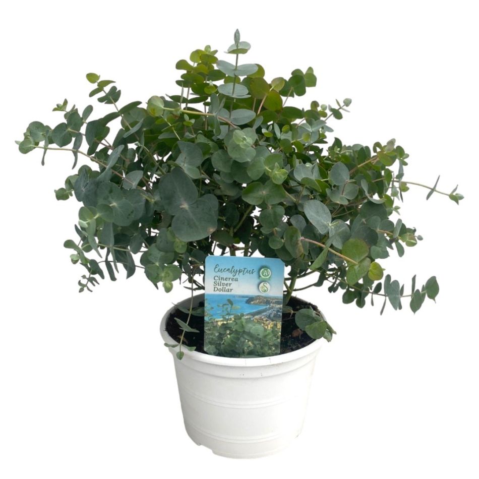Eucalyptus P17cm