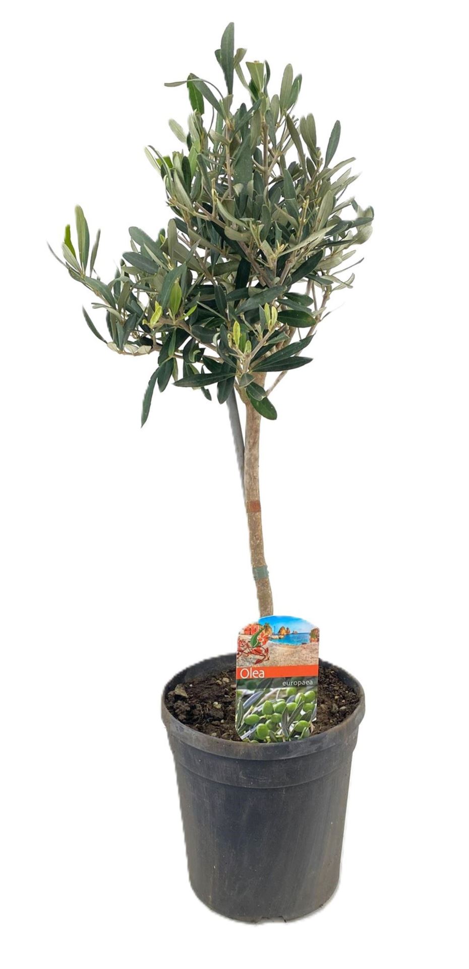 Olijfboom op stam P16cm