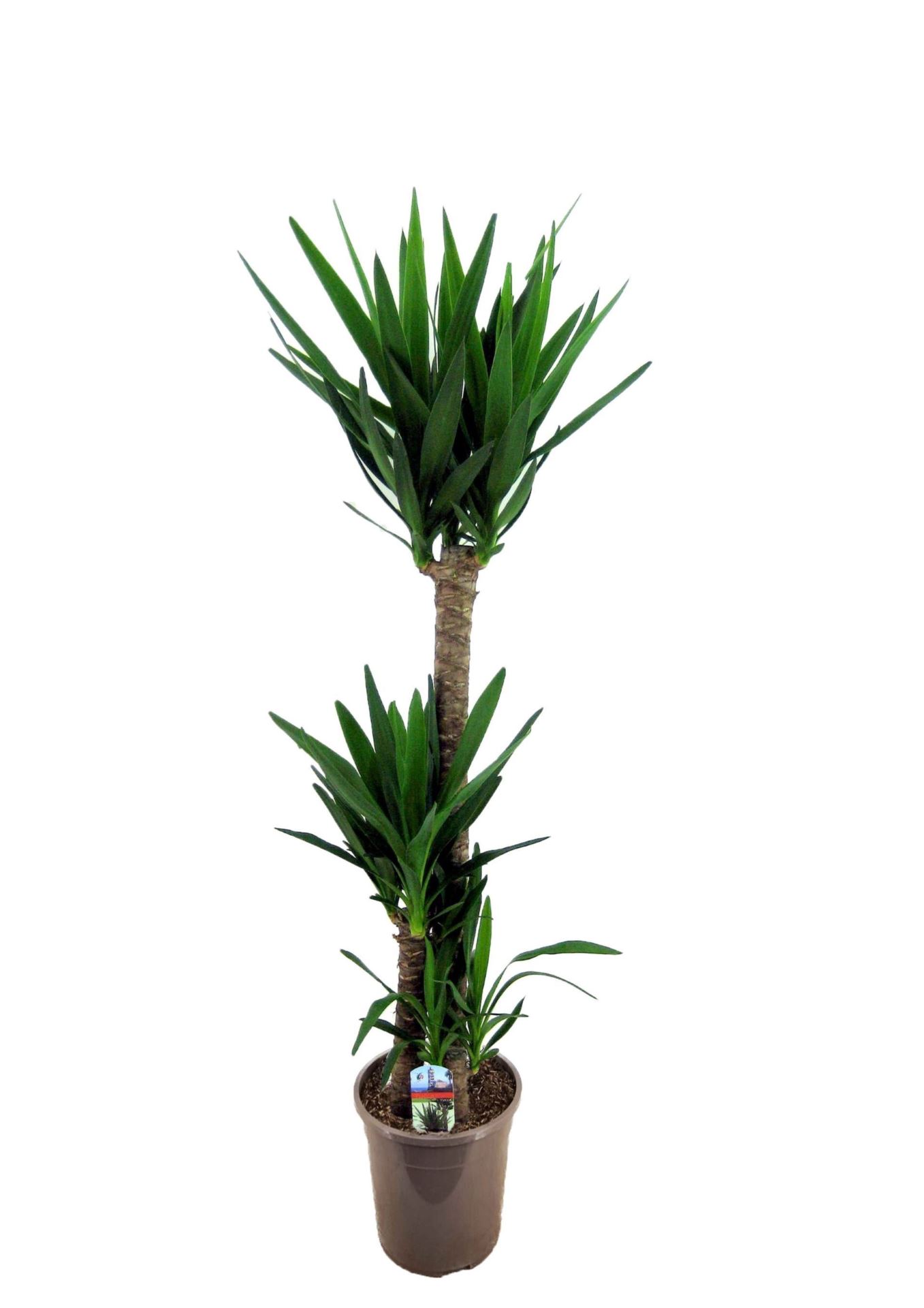 Yucca P24