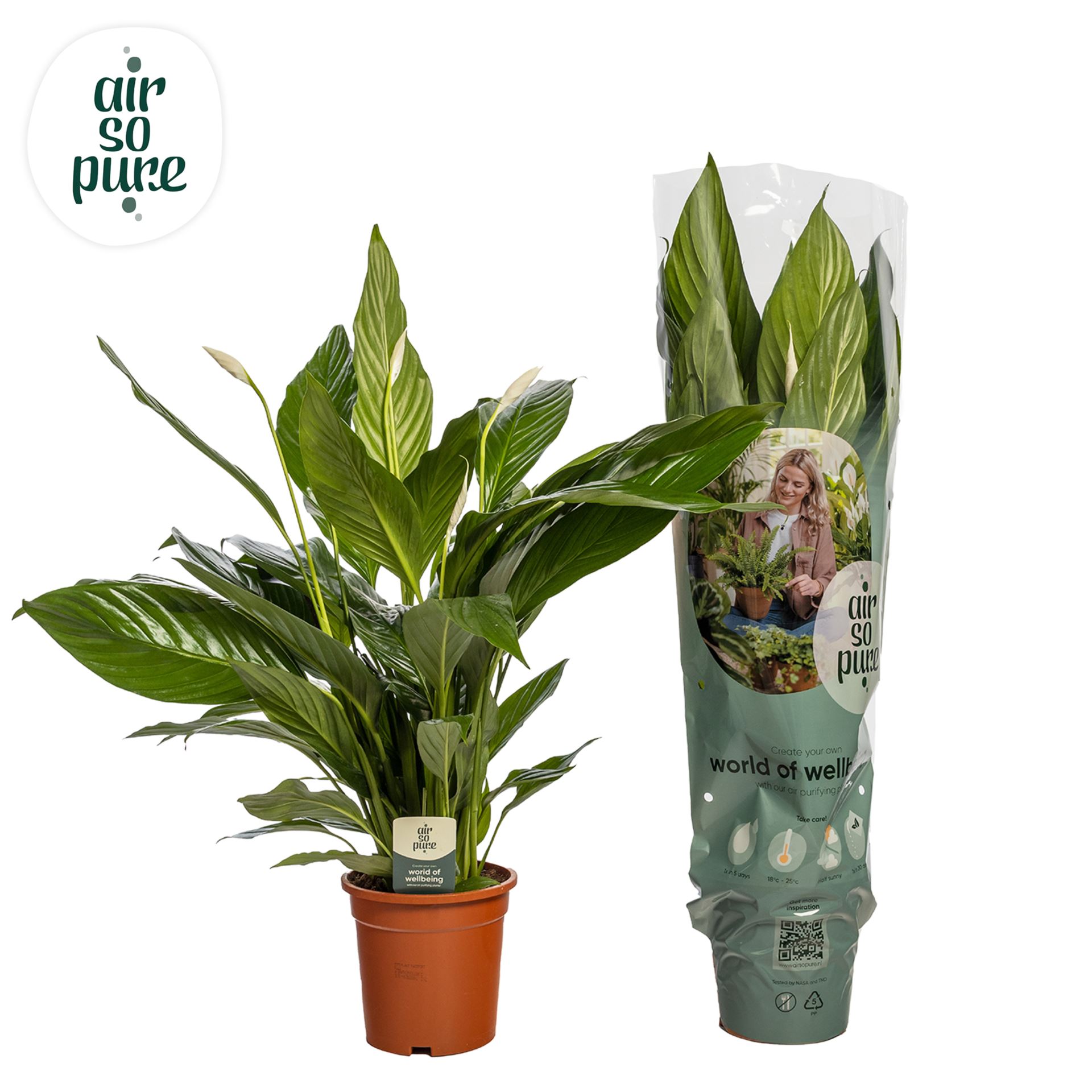 Spathiphyllum P19