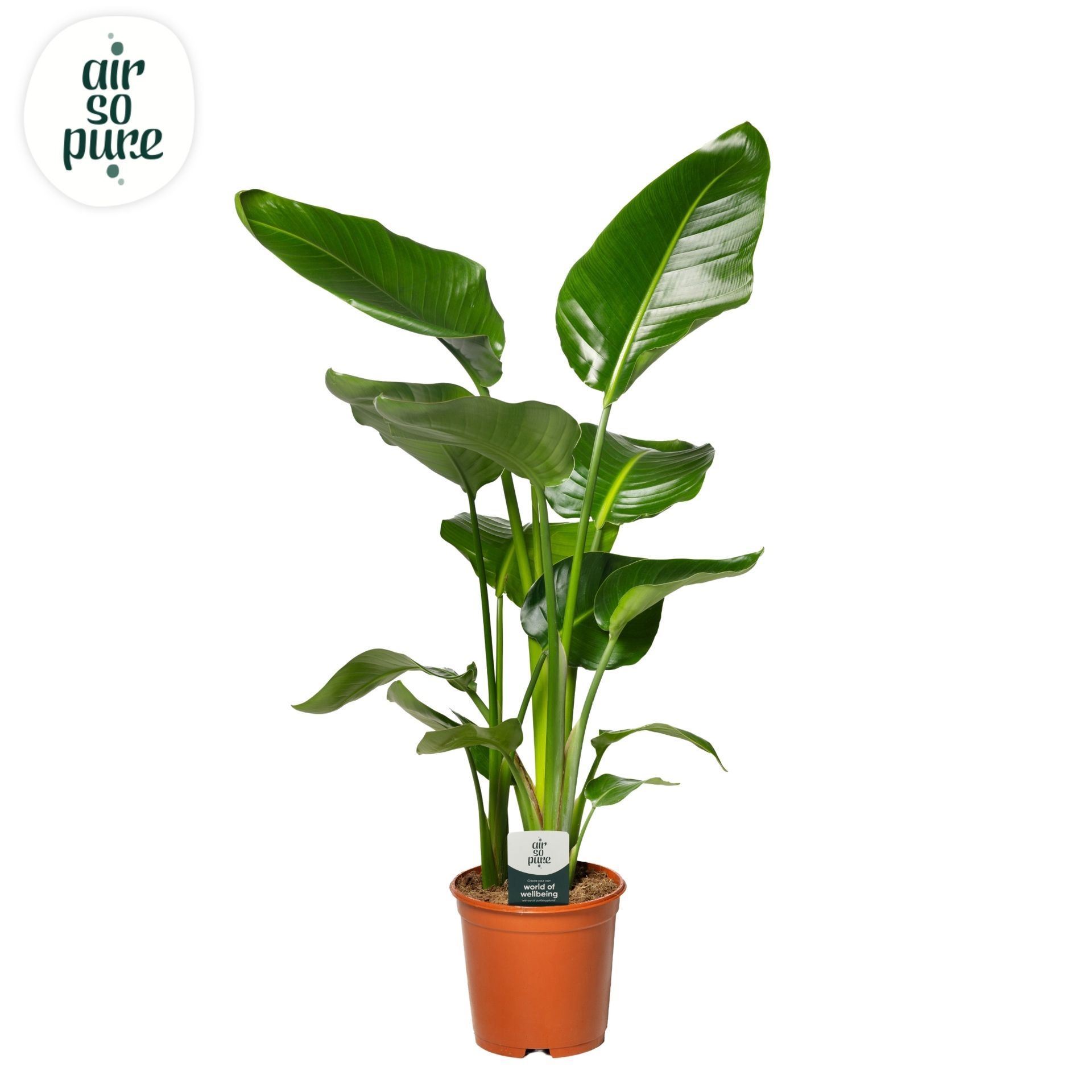 Strelitzia P21