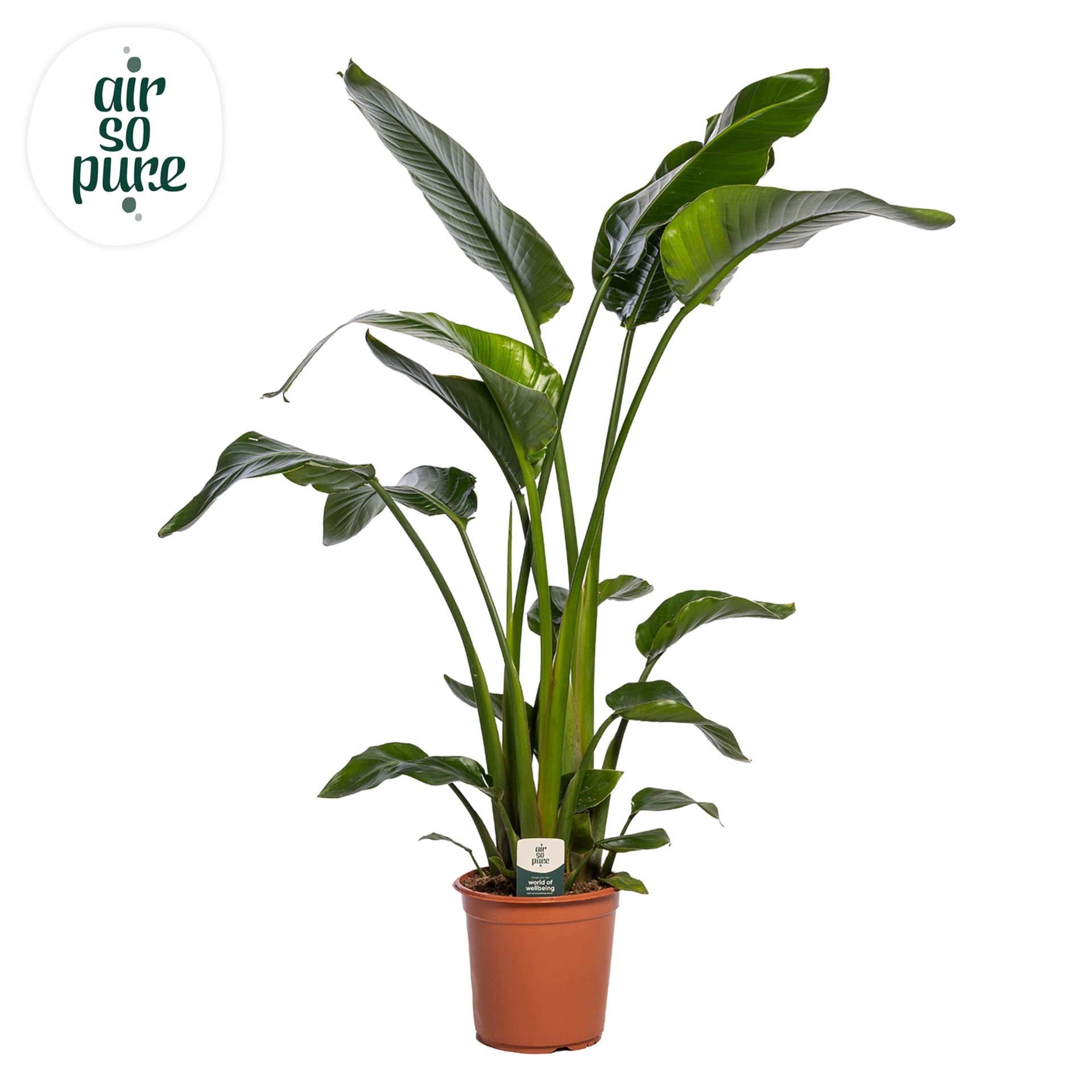 Strelitzia P24