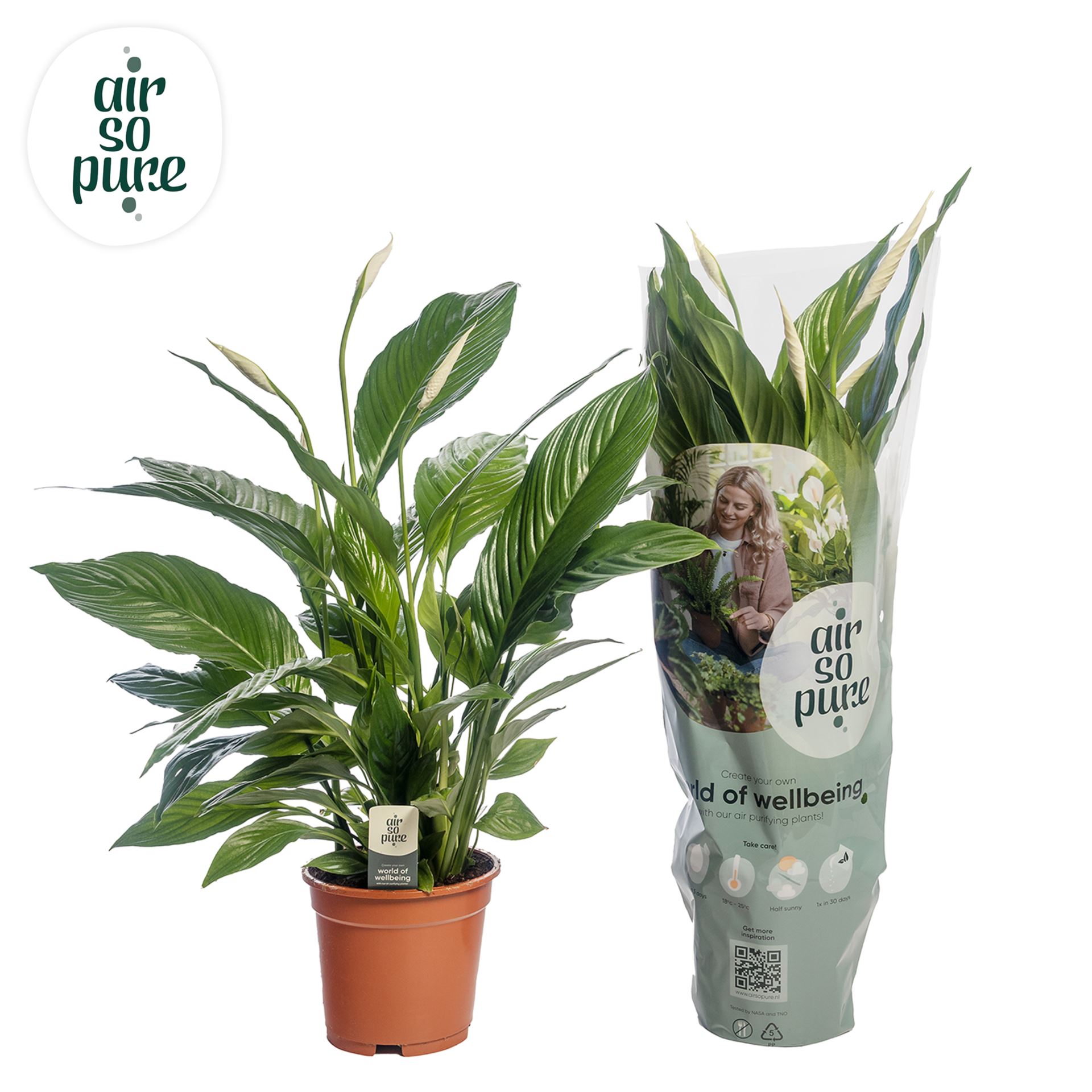 Spathiphyllum P14