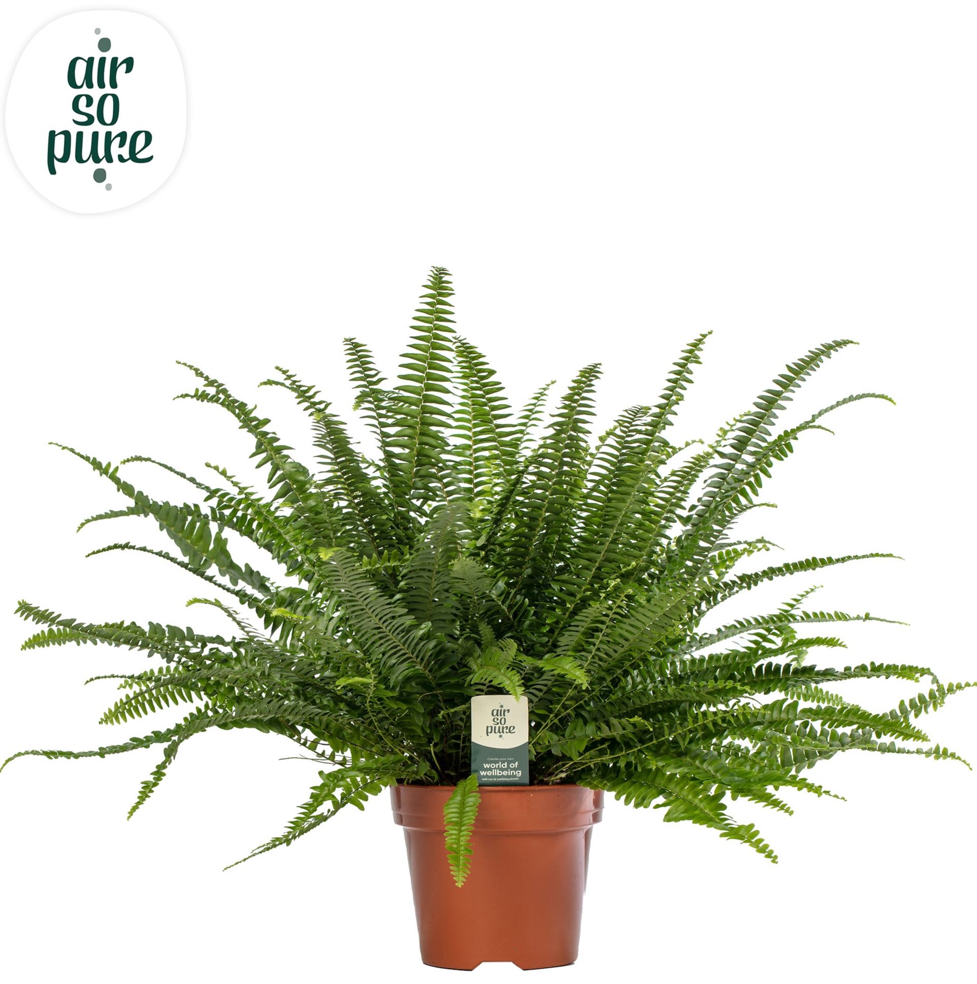 Nephrolepis P17
