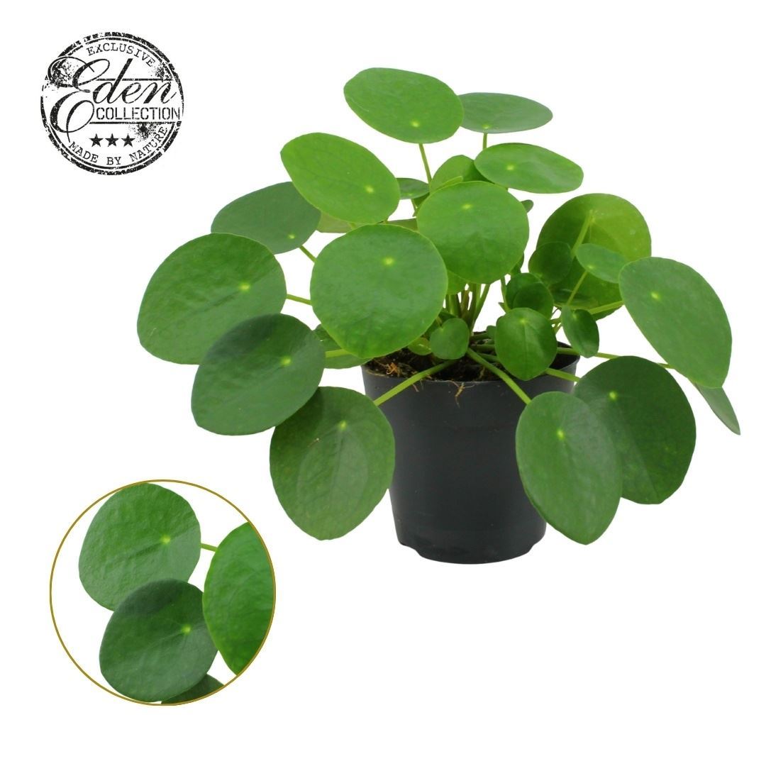 Pilea peperomoides P12
