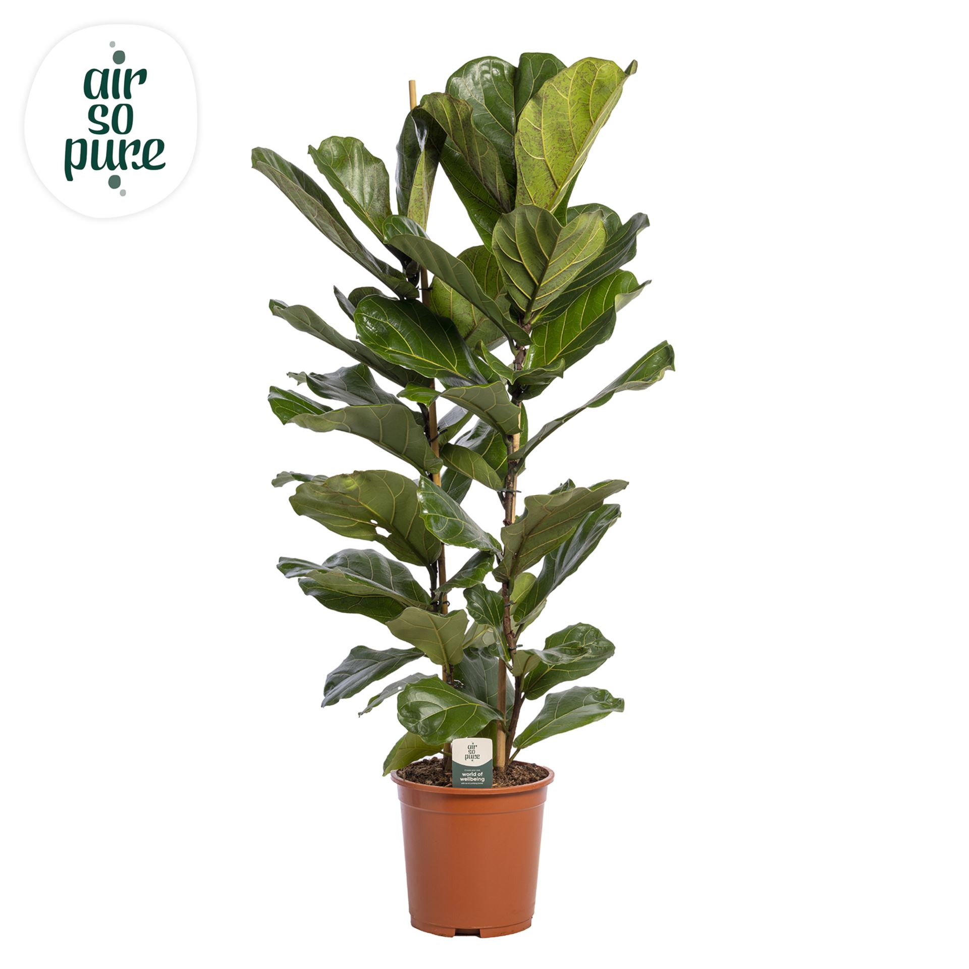 Ficus Lyrata P27