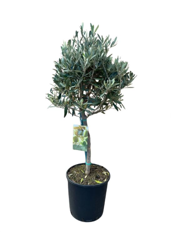 Olijfboom P26cm