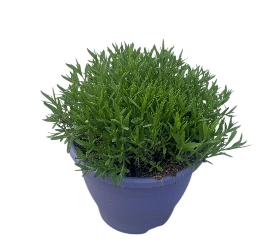 Lavandula angustifolia P23cm