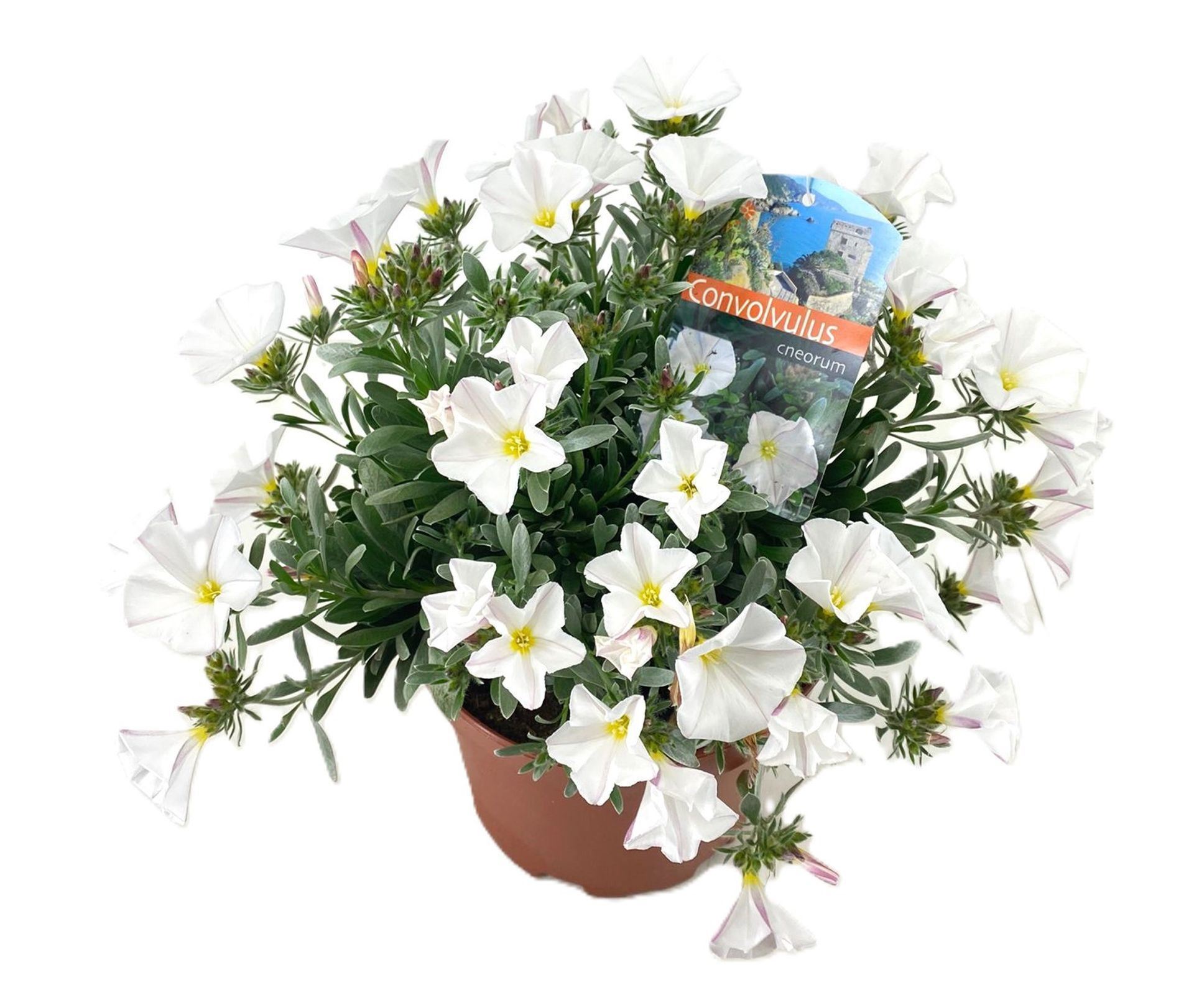 Convolvulus P15/P17cm