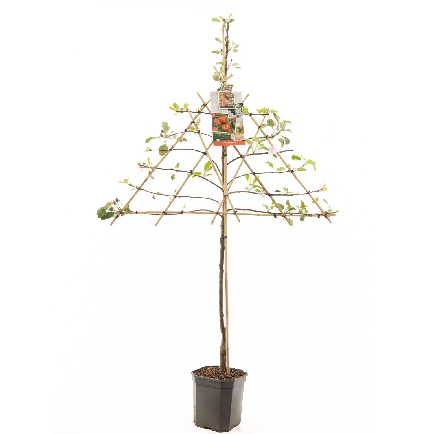 Malus dom. Elstar leivorm P24