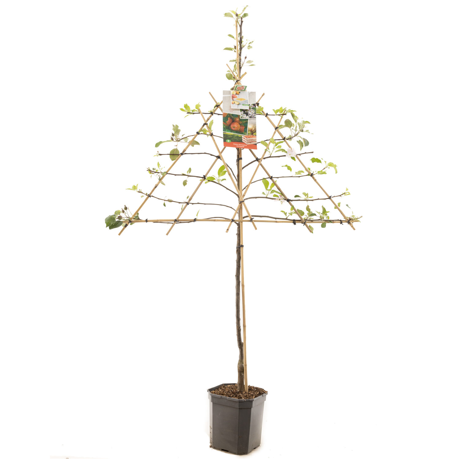 Malus dom. Rode Jonagold leivorm P24
