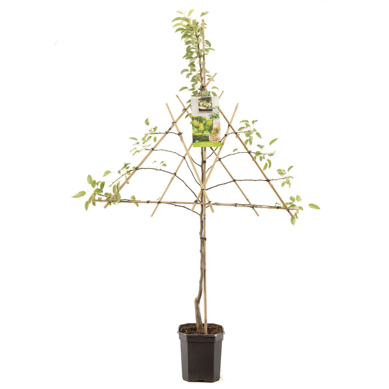 Pyrus comm. Doyenne du Com. leivorm P24