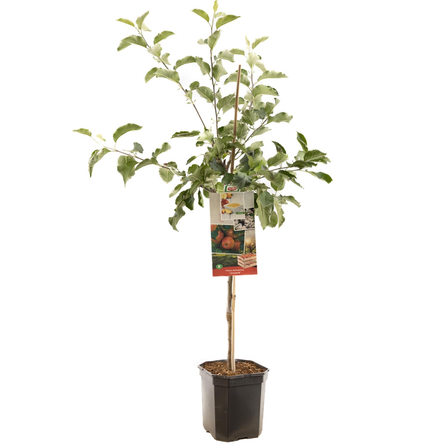 Malus dom. Rode Jonagold laagstam P24