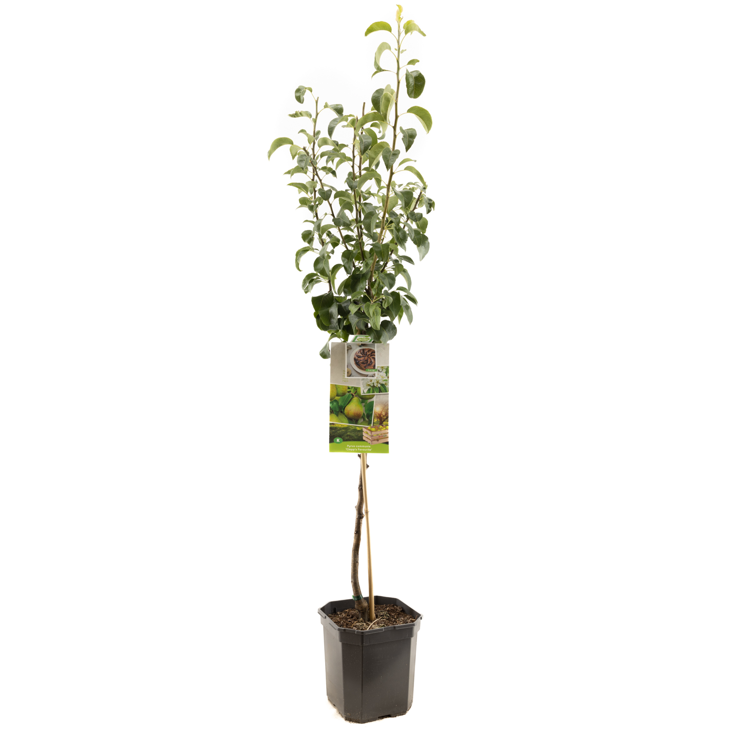 Pyrus comm. Clapps Favourite laagstm P24