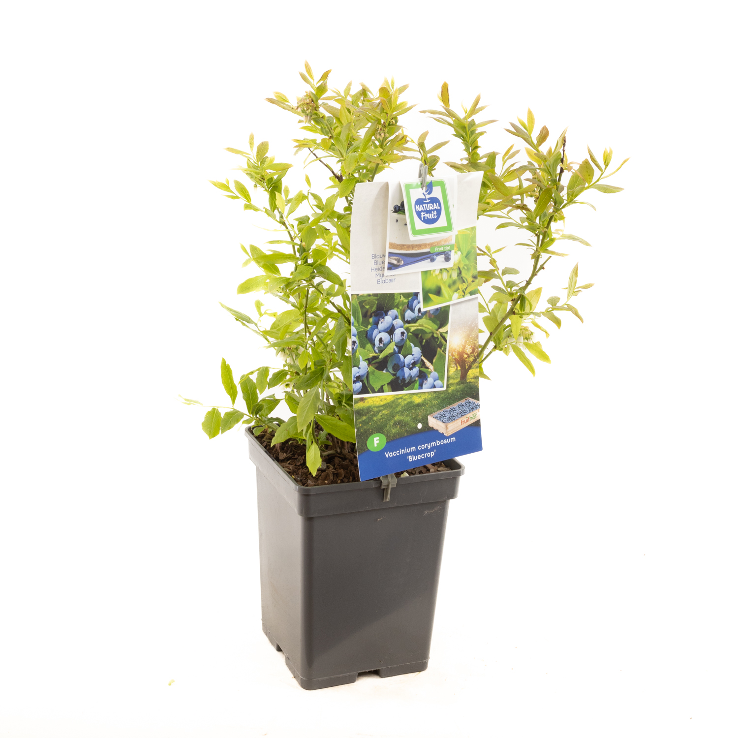 Vaccinium corymbosum Bluecrop P22