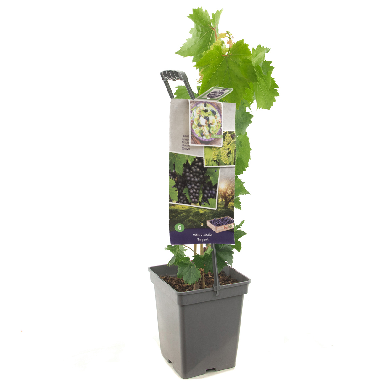 Vitis vinifera Regent – draagbeugel