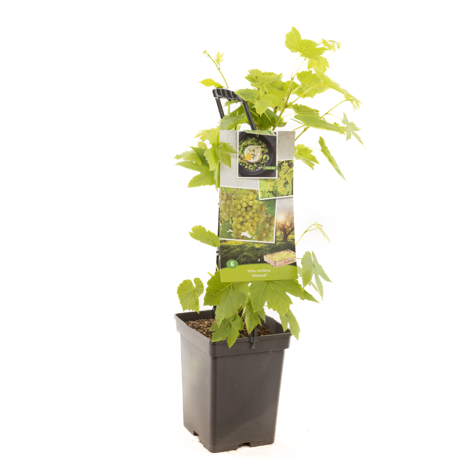 Vitis vinifera Himrod- draagbeugel