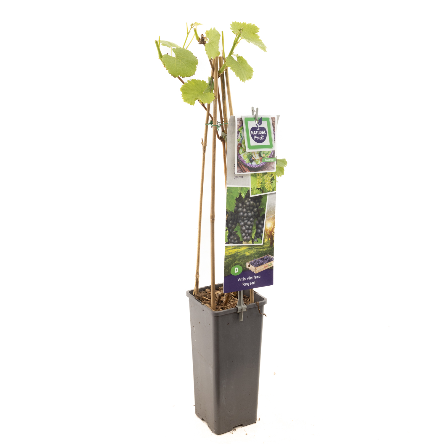 Vitis vinifera Regent h60cm C2