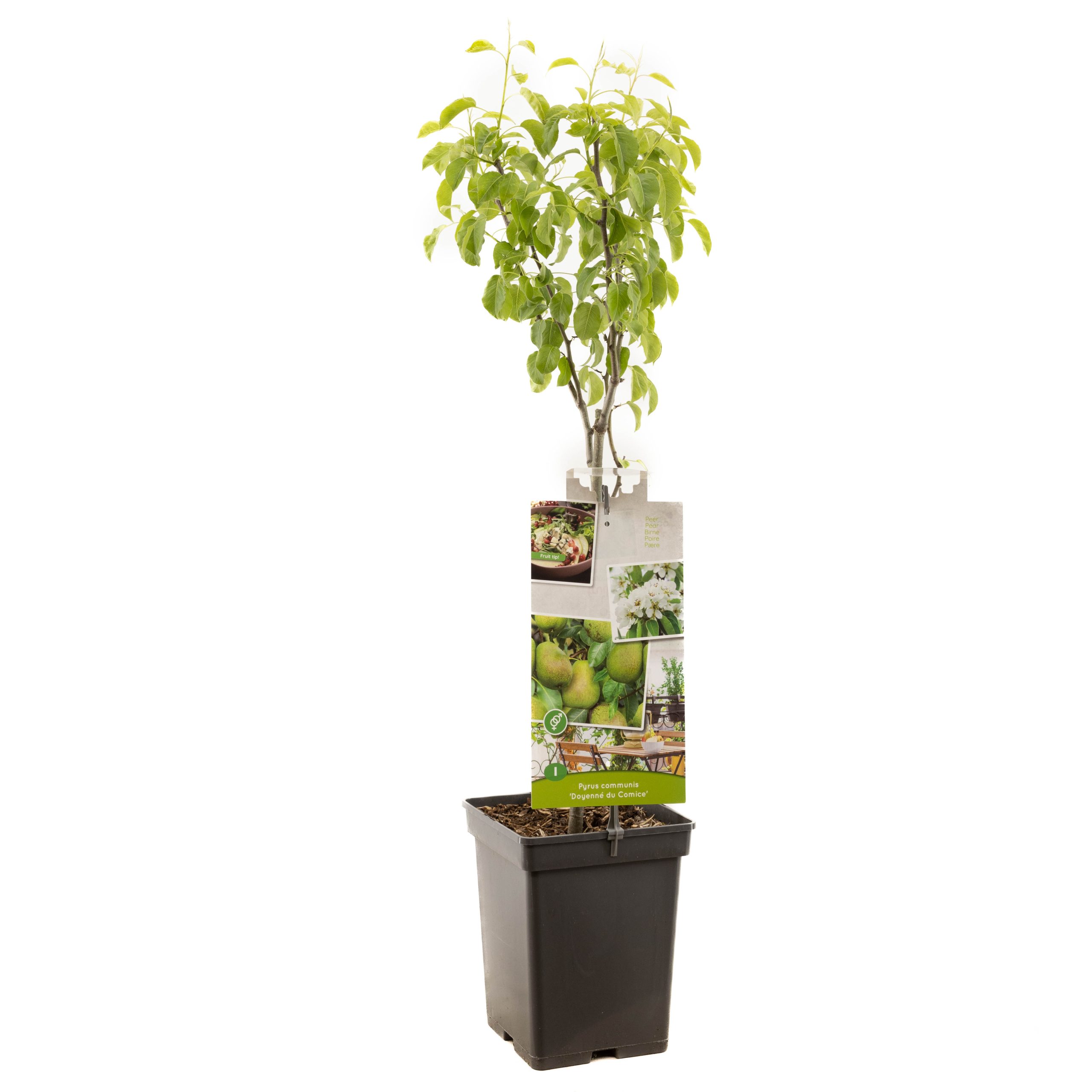 Pyrus comm. Doyenne du Comice patio VP5