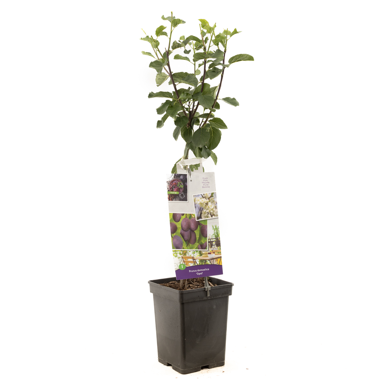 Prunus domestica Opal patio P22