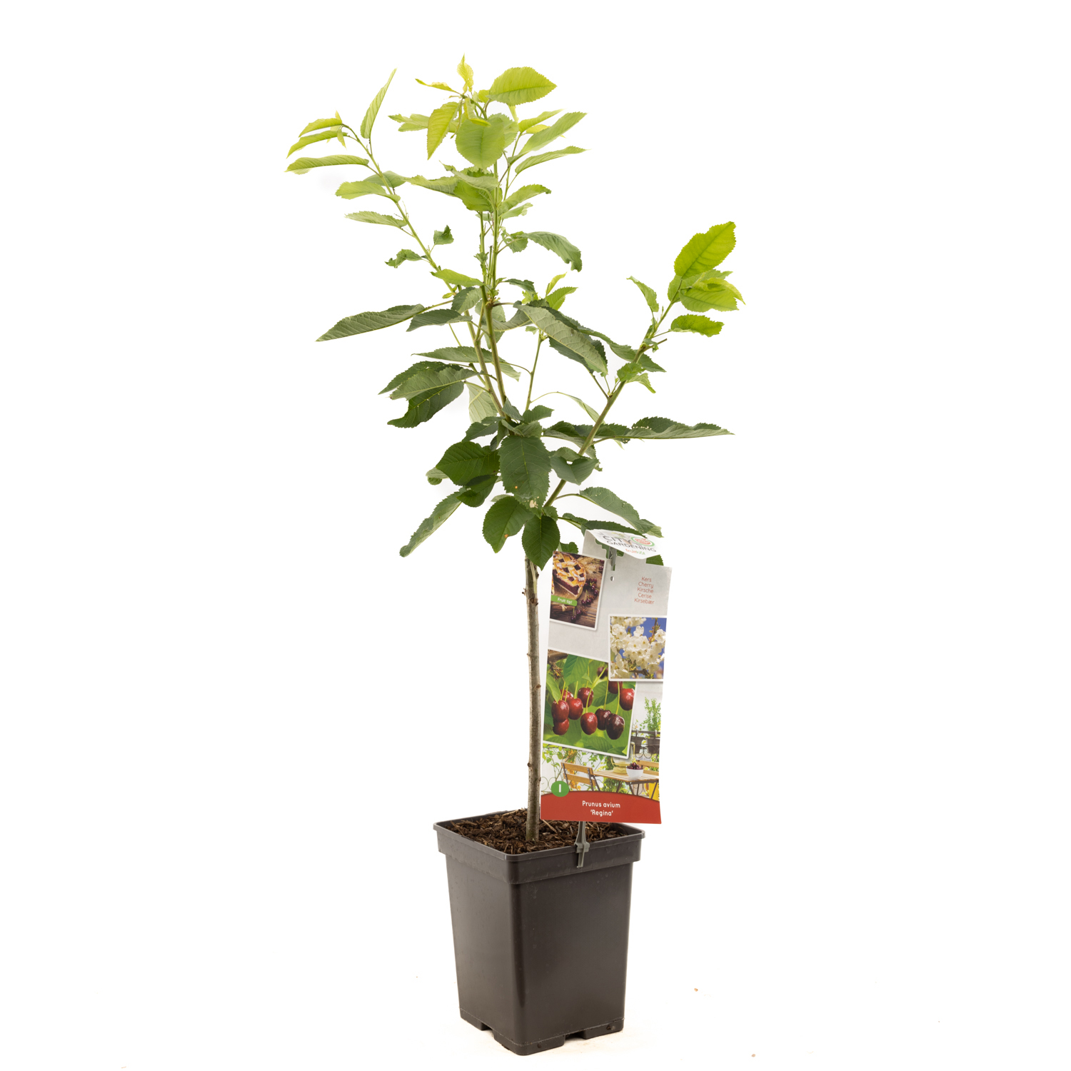 Prunus avium Regina patio P22