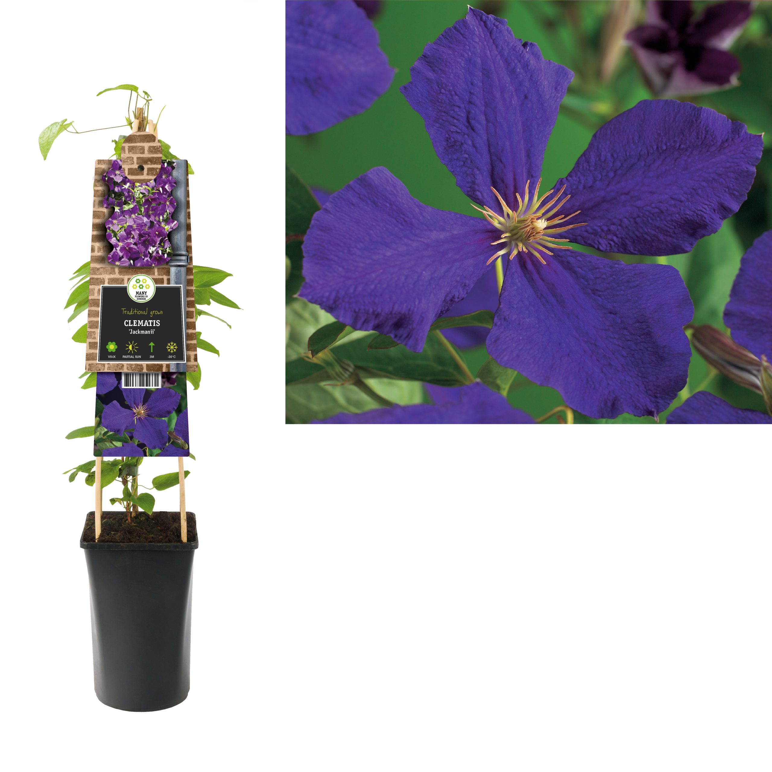 Clematis Jackmanii P16 3.0
