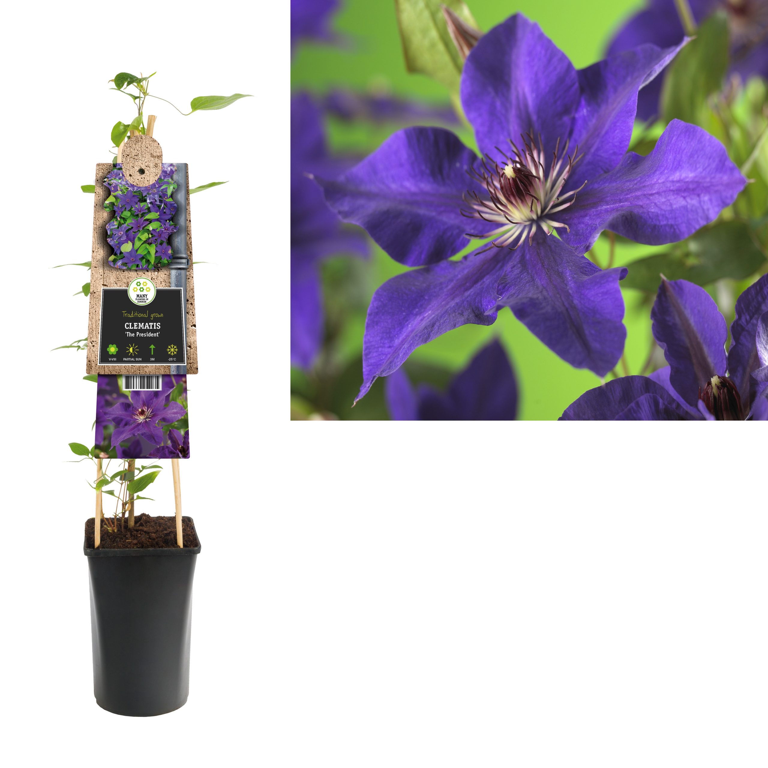 Clematis The President P17 3.0
