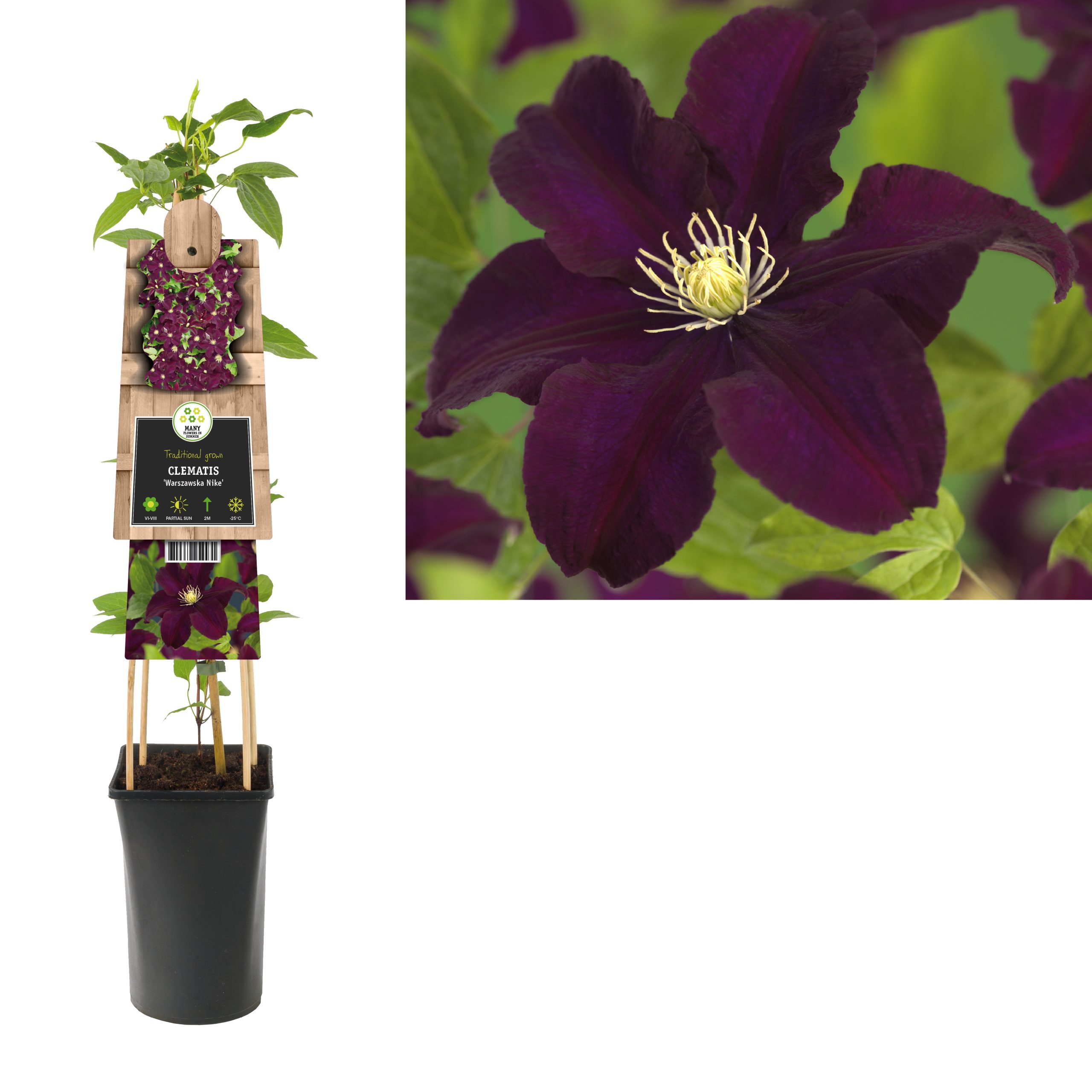 Clematis Warszawska Nike P16 3.0