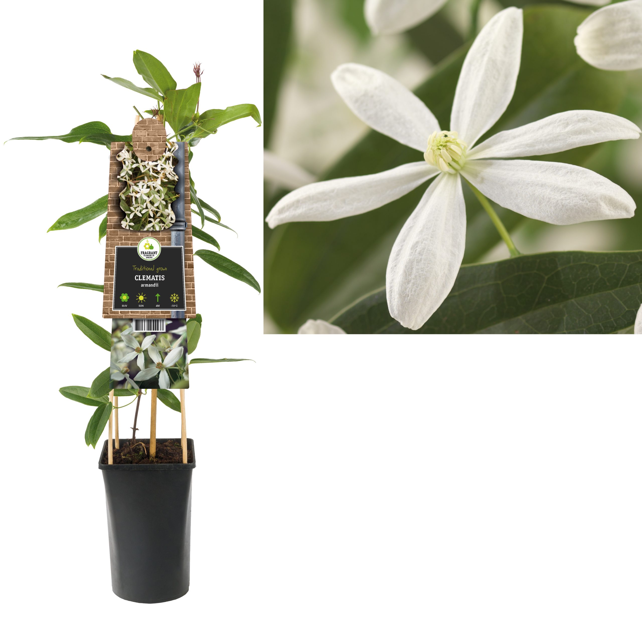 Clematis armandii P17 3.0