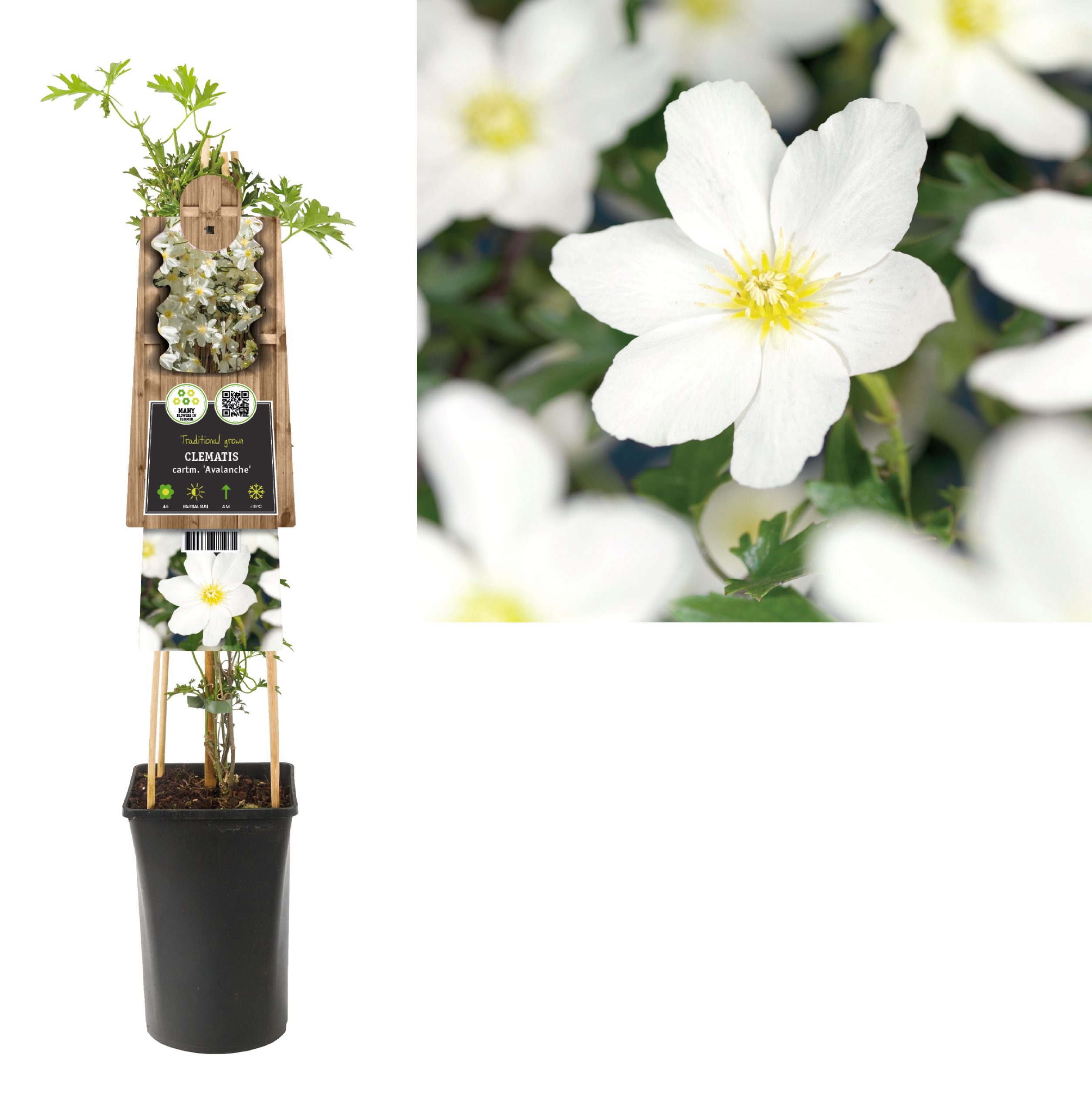 Clematis cartm. Avalanche PBR P17 3.0