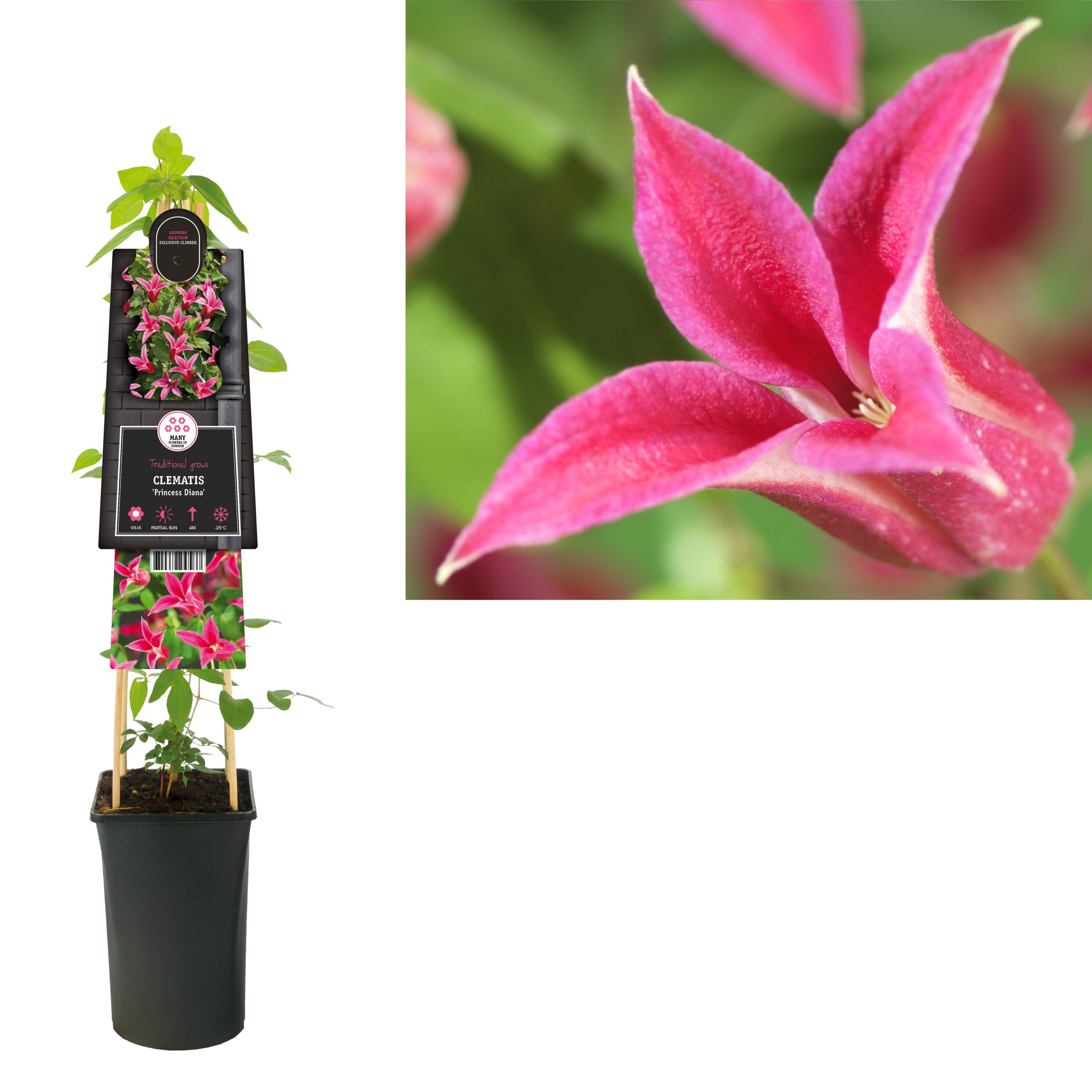Clematis Princess Diana P16 3.0