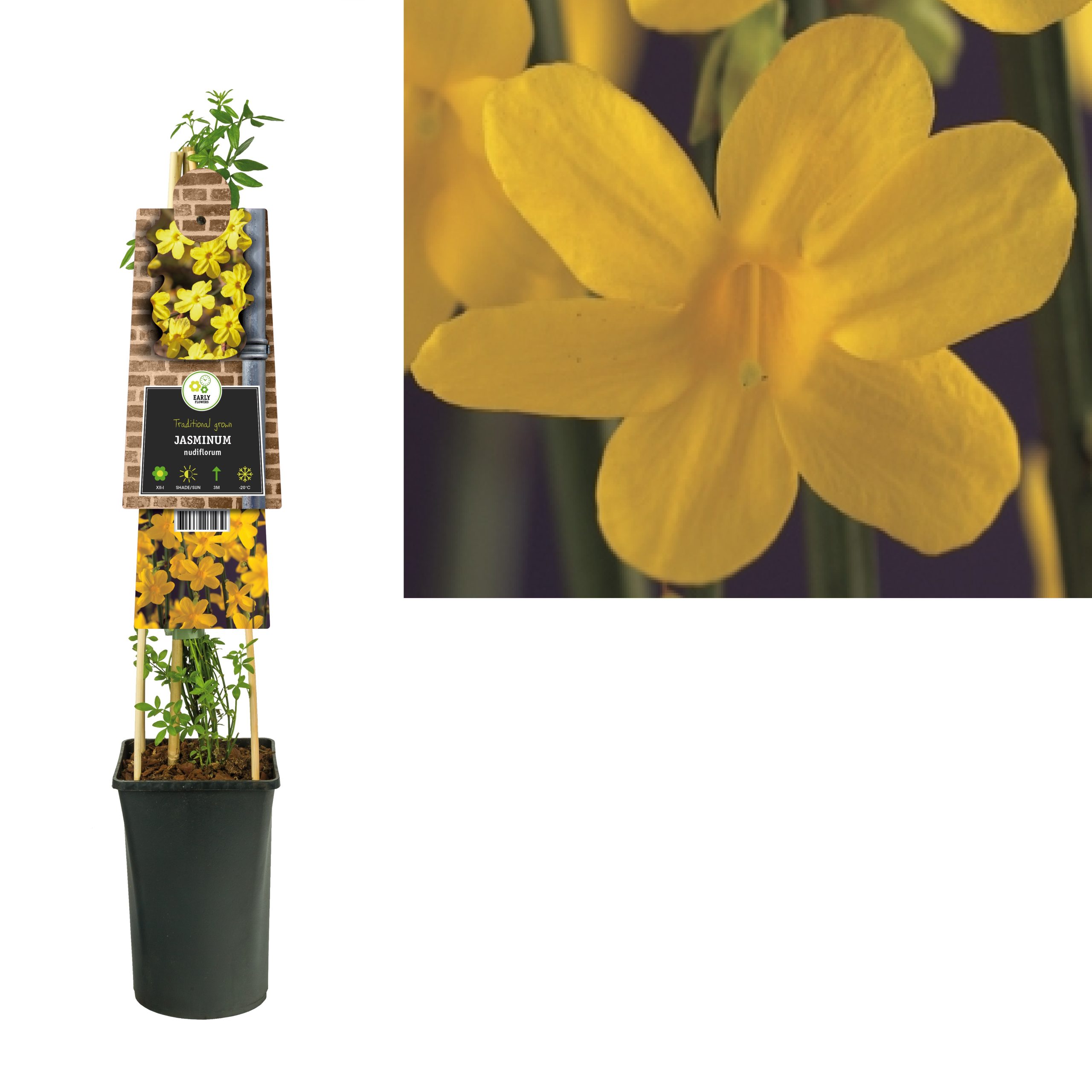 Jasminum nudiflorum P16 3.0