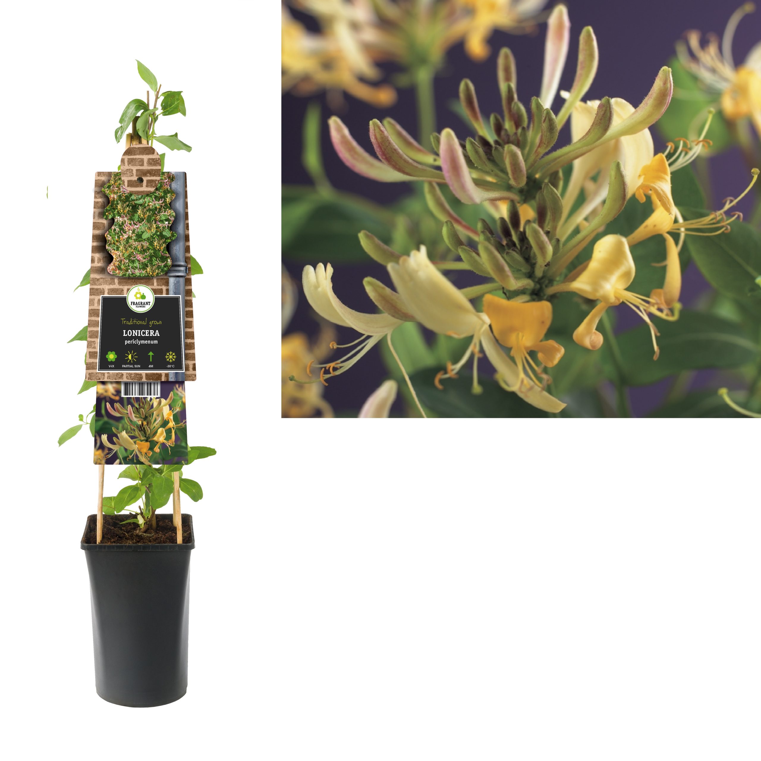 Lonicera periclymenum P16 3.0