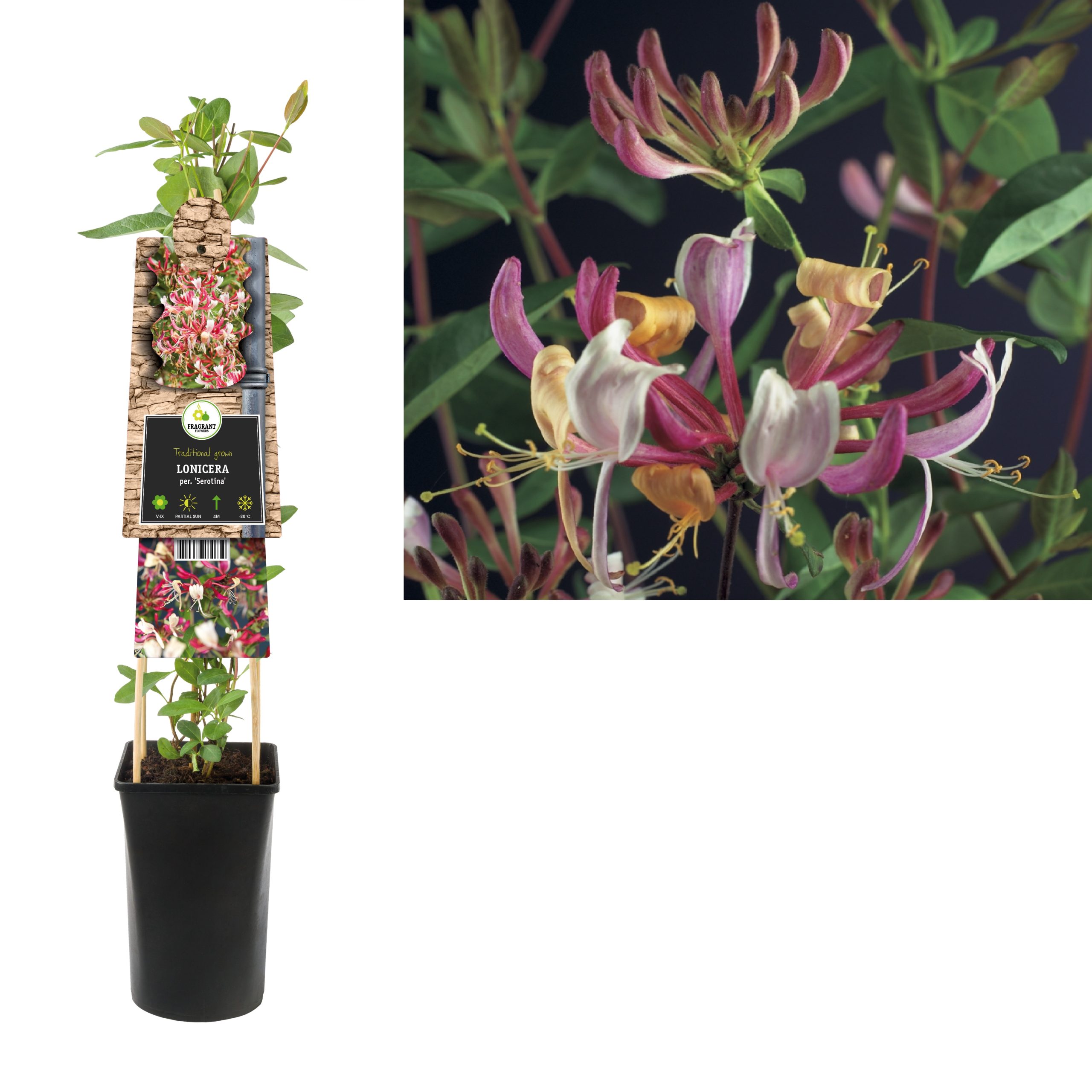 Lonicera per. Serotina P16 3.0