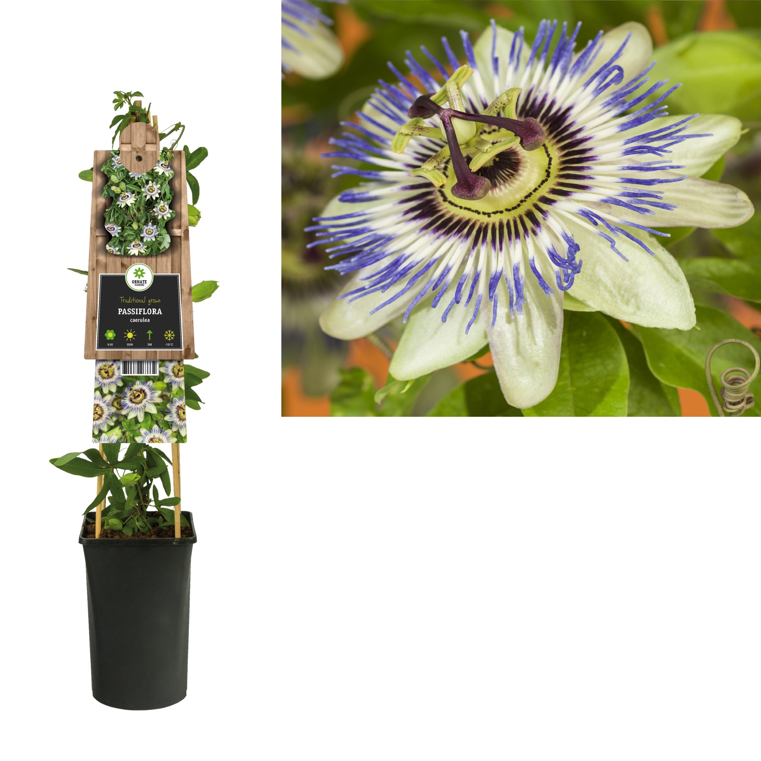 Passiflora caerulea P16 3.0
