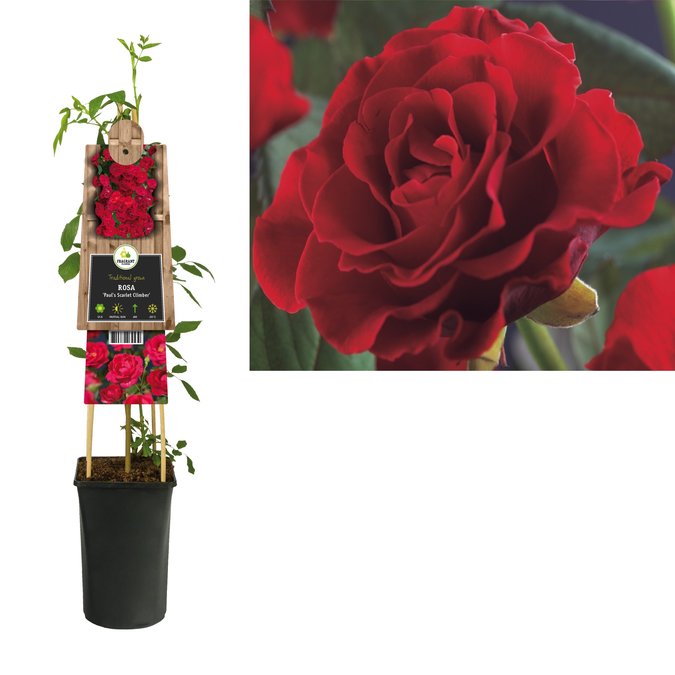 Rosa Pauls Scarlet Climber 3.0