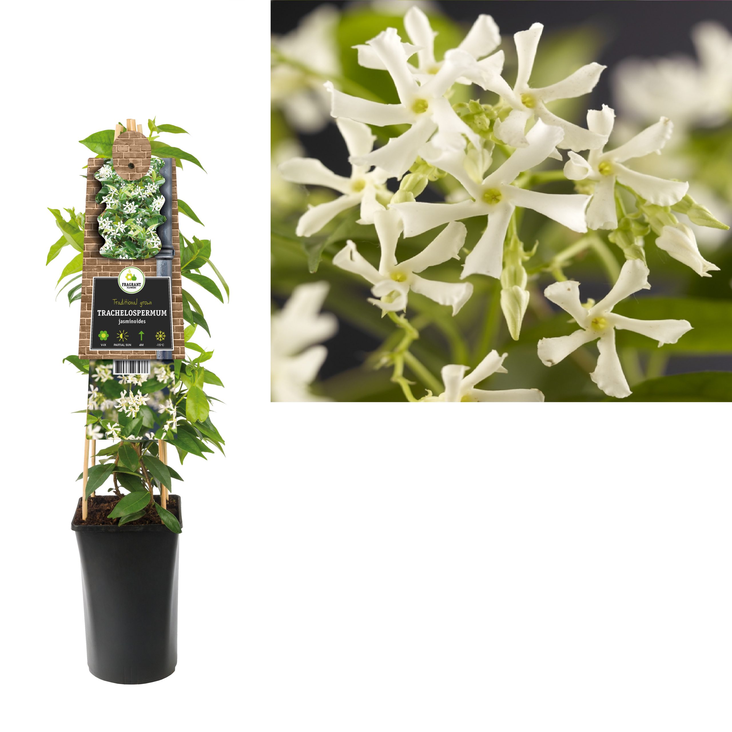 Trachelospermum jasminoides P17 3.0