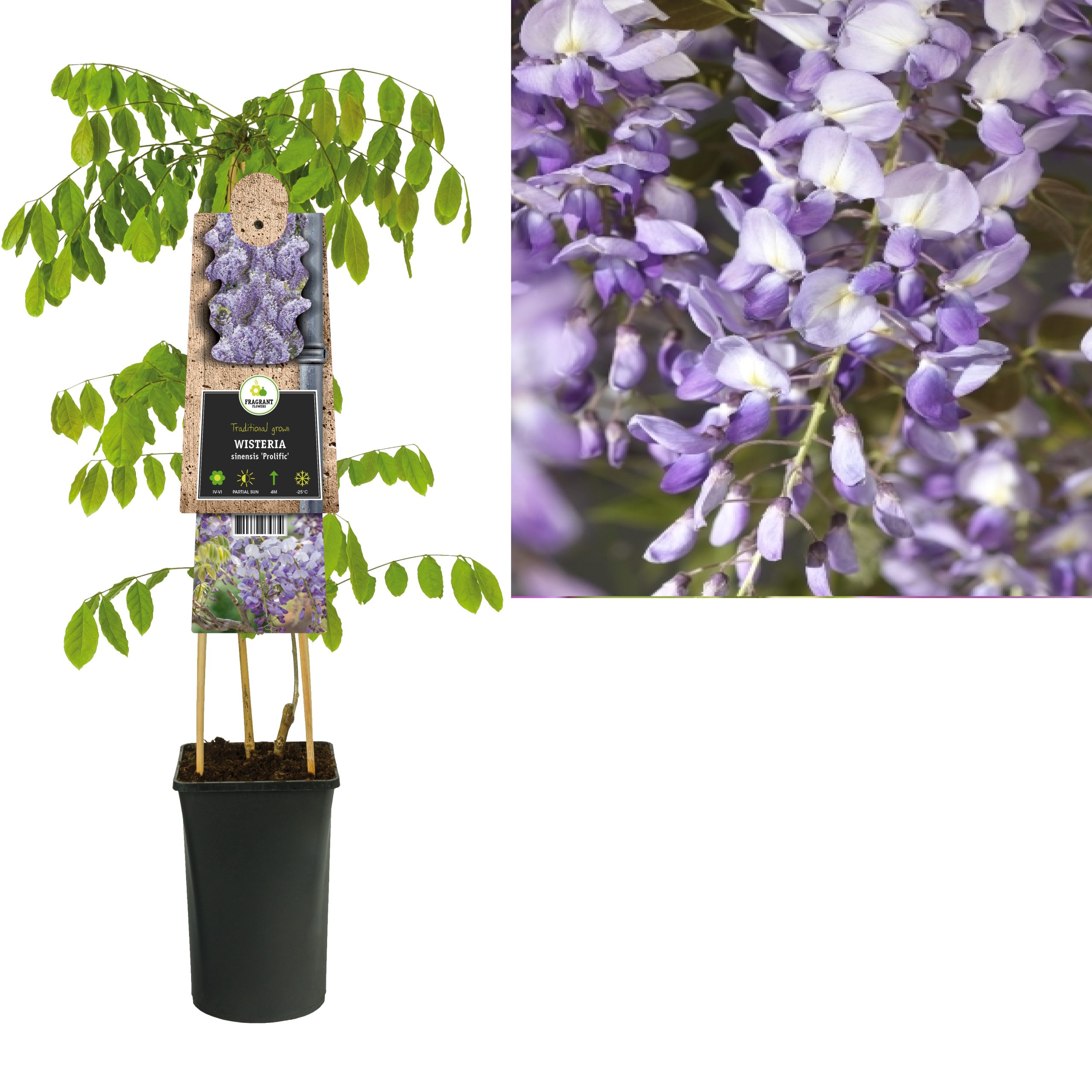 Wisteria sinensis Prolific 3.0