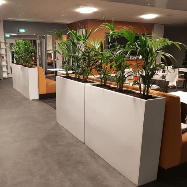 Kantoorbeplanting