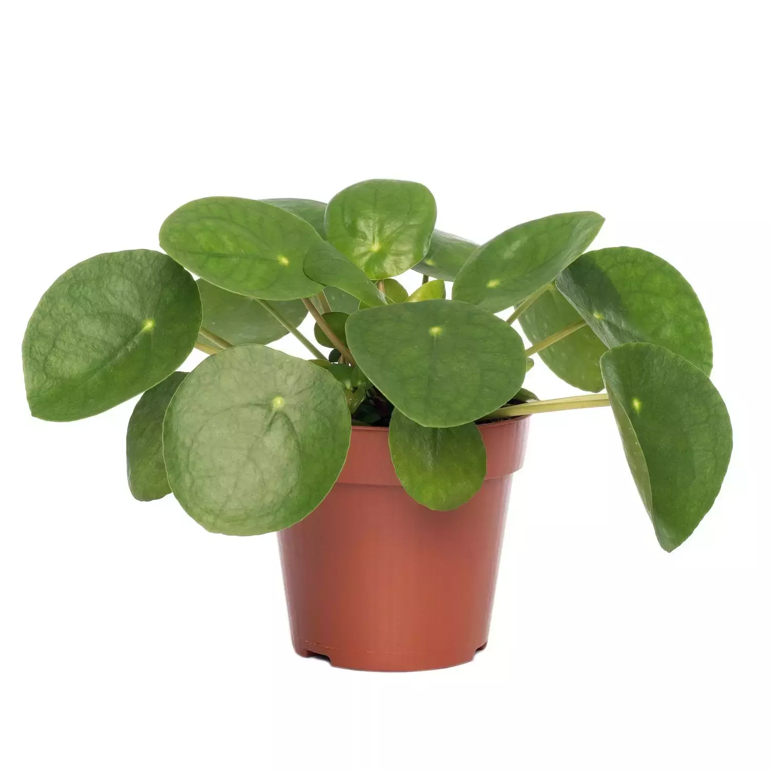 kamerplant-pilea-peperomioides-pannenkoekenplant-potmaat-12c-1500×1500-61be52403e10b_l