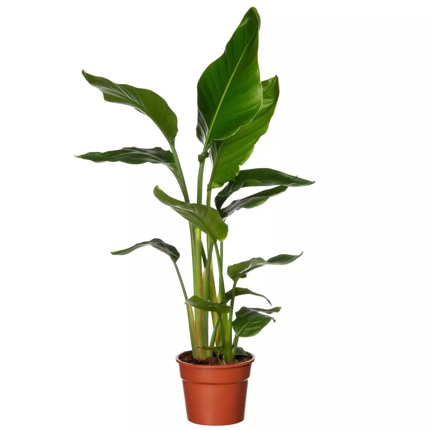 kamerplant-strelitzia-nicolai-paradijsvogelplant-potmaat-27-1500×1500-61be4332dfab3_l