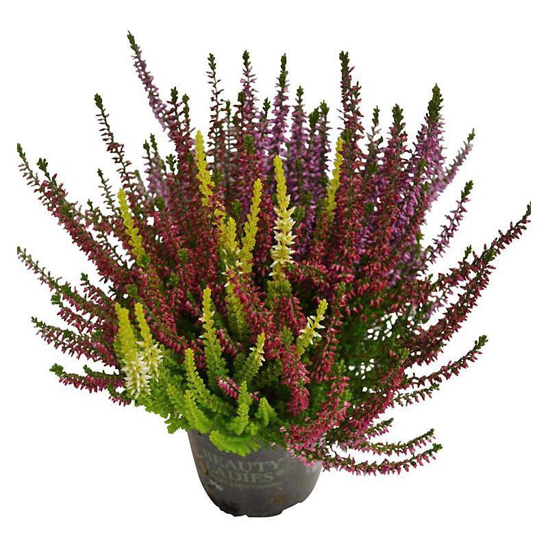 calluna-trio-vaas-12