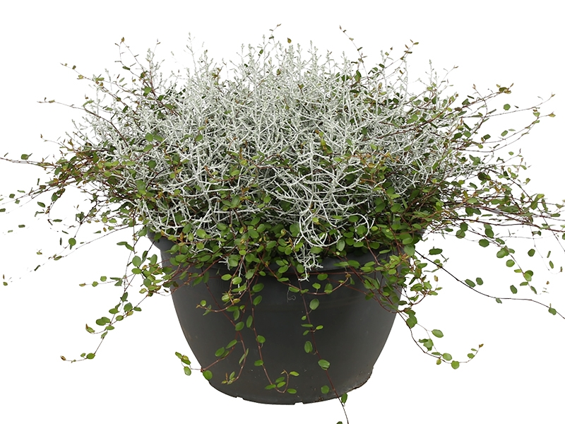 muehlenbeckia-met-zilverstuikje-stijlvolle-warboel-800×600-672b220b626f0_n