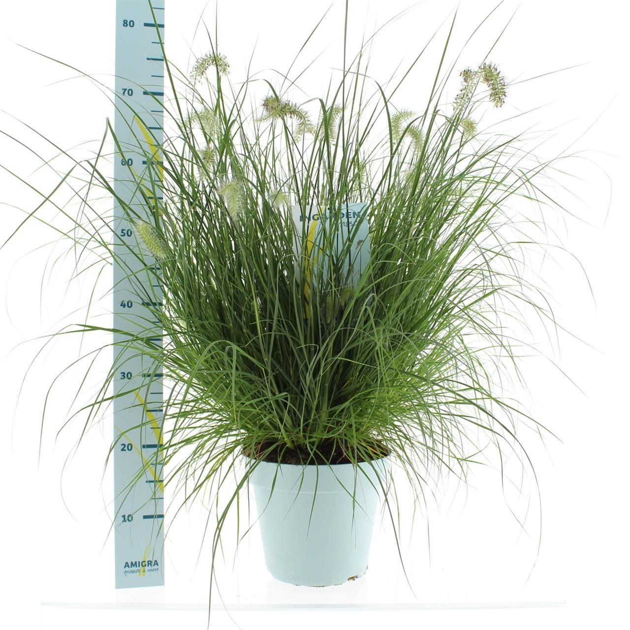 pennisetum-alopecuroides-hameln-pot-17-cm-h-60-cm-1628851115_src