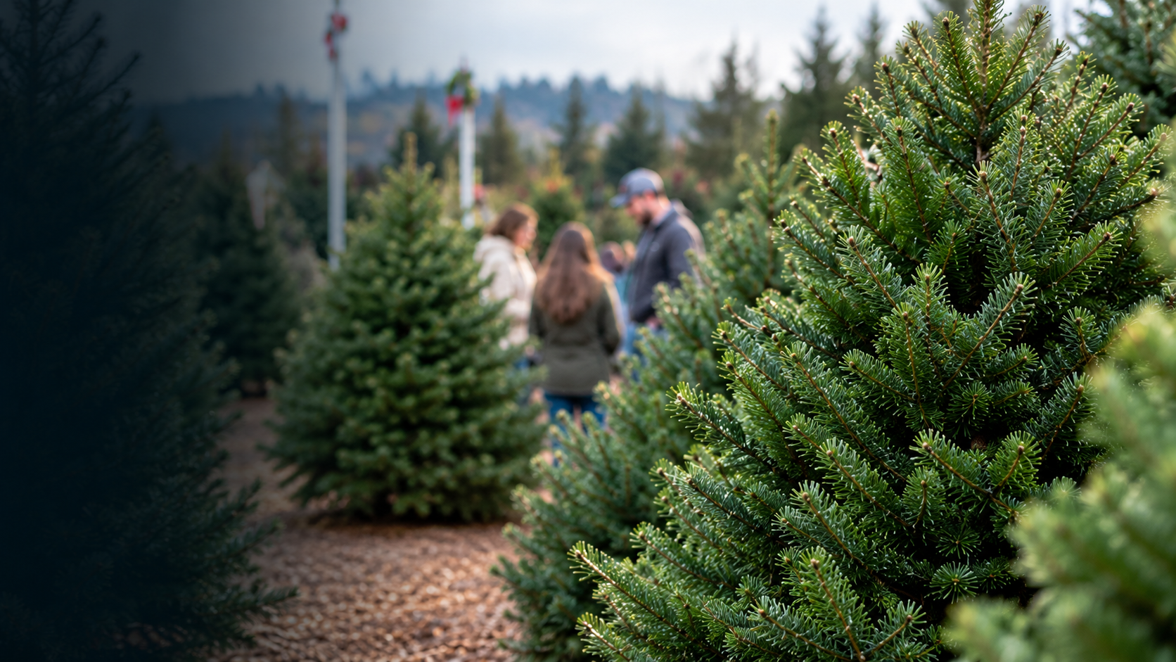 Kerstbomen kopen bij Tuincentrum Nunspeet